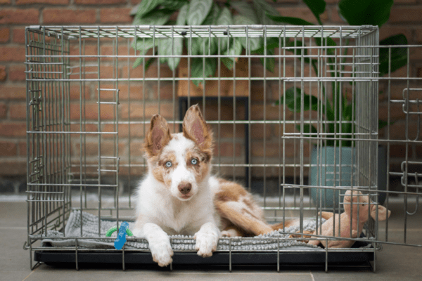 the-benefits-of-crate-training-a-puppy (1)